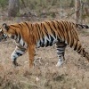 Tygr - Panthera tigris - Tiger o1775